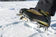 Grivel G1 Crampon